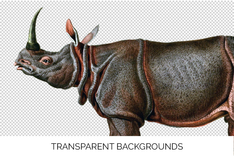rhino-rhinoceros-clipart