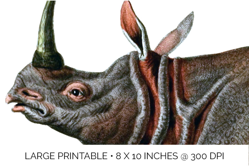 rhino-rhinoceros-clipart