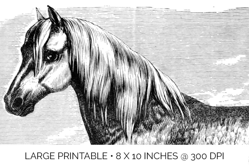 horse-clipart-black-and-white