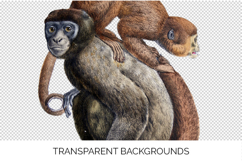 monkey-clipart