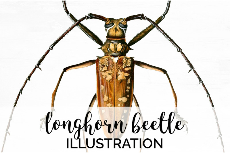 beetle-insect-clipart