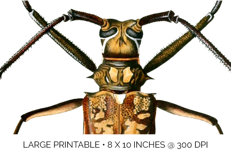 beetle-insect-clipart