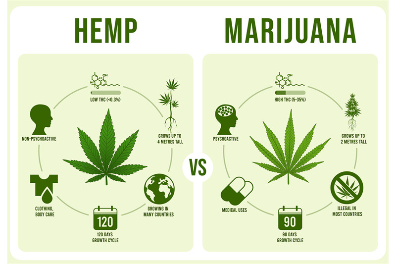 hemp-vs-marijuana-infographics-cannabis-leaf-low-and-hight-thc-vecto