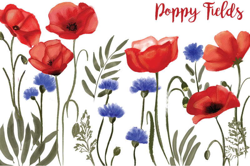 poppy-fields-watercolor-floral-illustrations