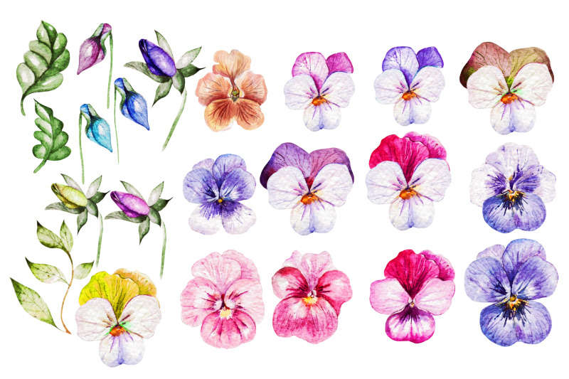 watercolor-pansy-flowers