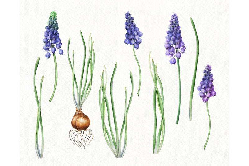 watercolor-spring-flowers-clip-art-easter-clipart-purple-muscari