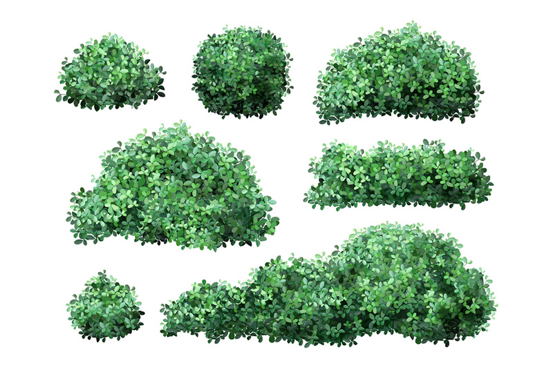 realistic-garden-shrub-nature-green-seasonal-bush-boxwood-floral-br