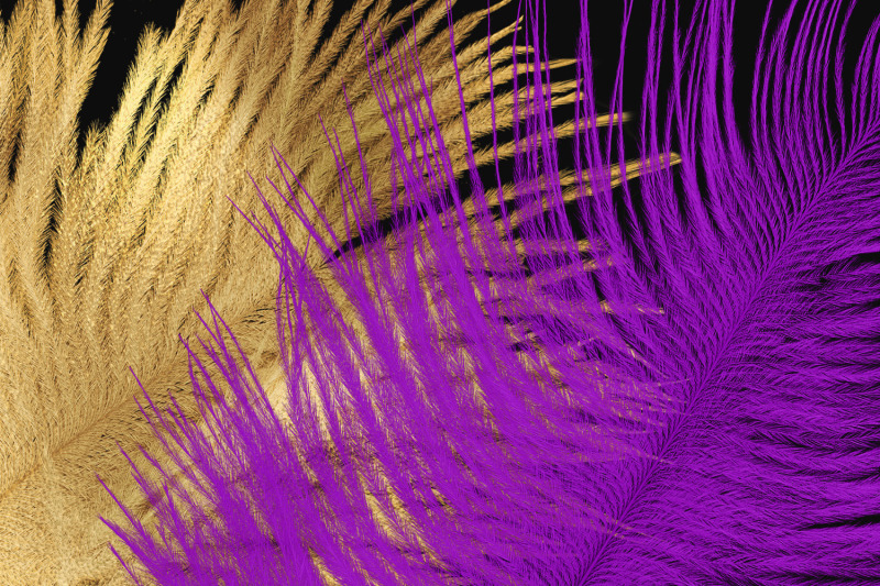 mardi-gras-ostrich-feathers-clipart