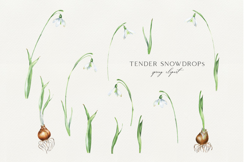 watercolor-white-snowdrops-spring-flowers-clip-art-easter-clipart