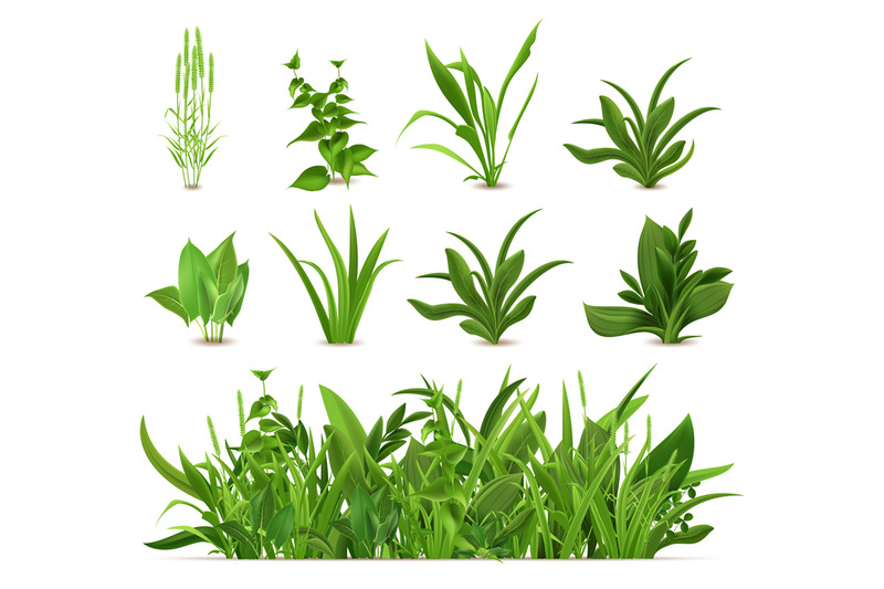 green-realistic-spring-grass-fresh-plants-garden-seasonal-growth-gra