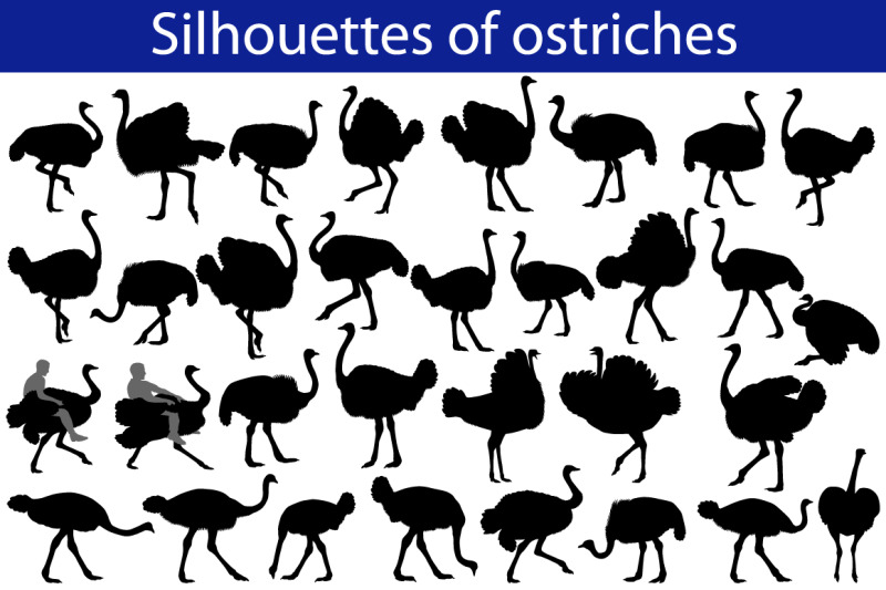 silhouette-of-ostrich