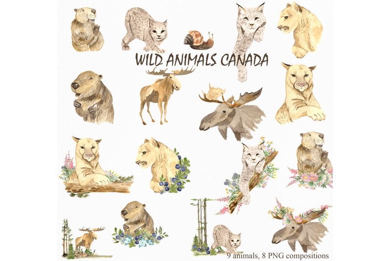 wild-animals-of-canada