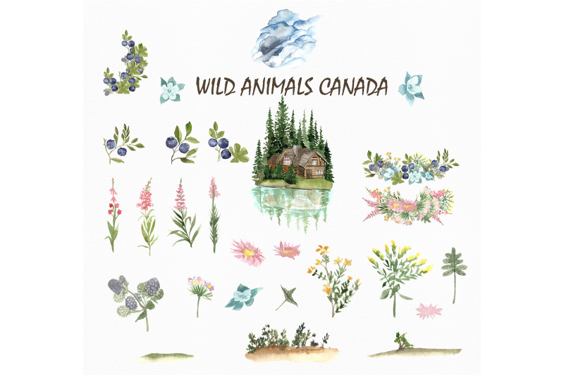 wild-animals-of-canada