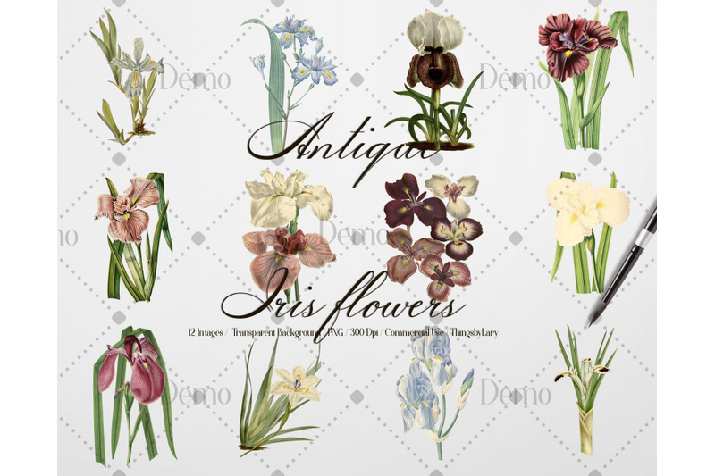 12-vintage-iris-flowers-ephemera-transparent-images-png