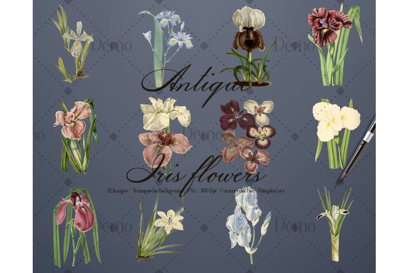 12-vintage-iris-flowers-ephemera-transparent-images-png