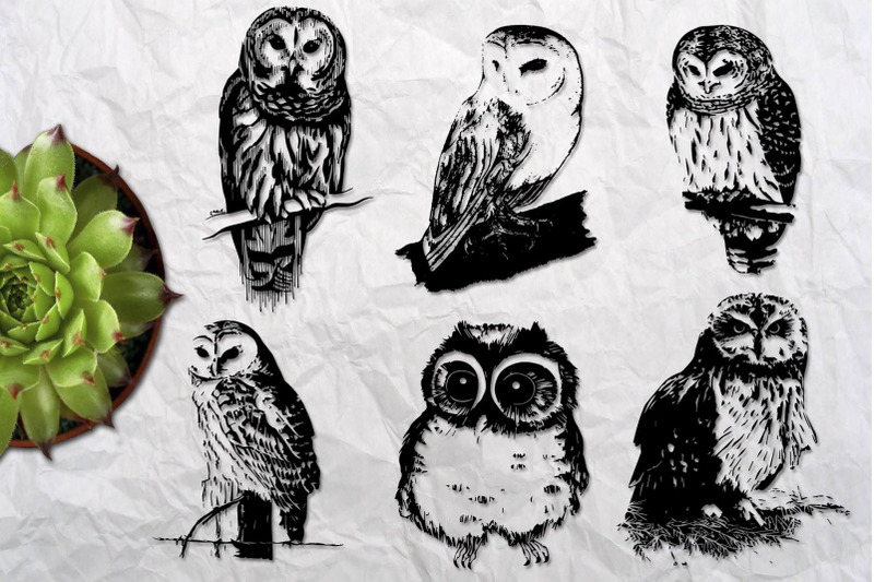 wild-owls-collection-of-22-graphic-hand-drawn-illustrations