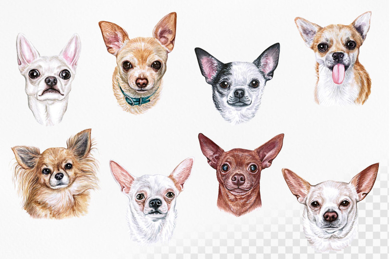 chihuahua-watercolor-set-dogs-illustrations-8-dogs
