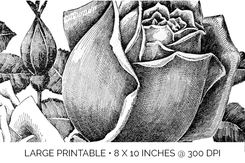 rose-black-and-white-clipart
