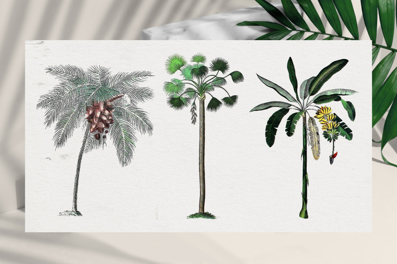 vintage-botanical-set-tropical-palms