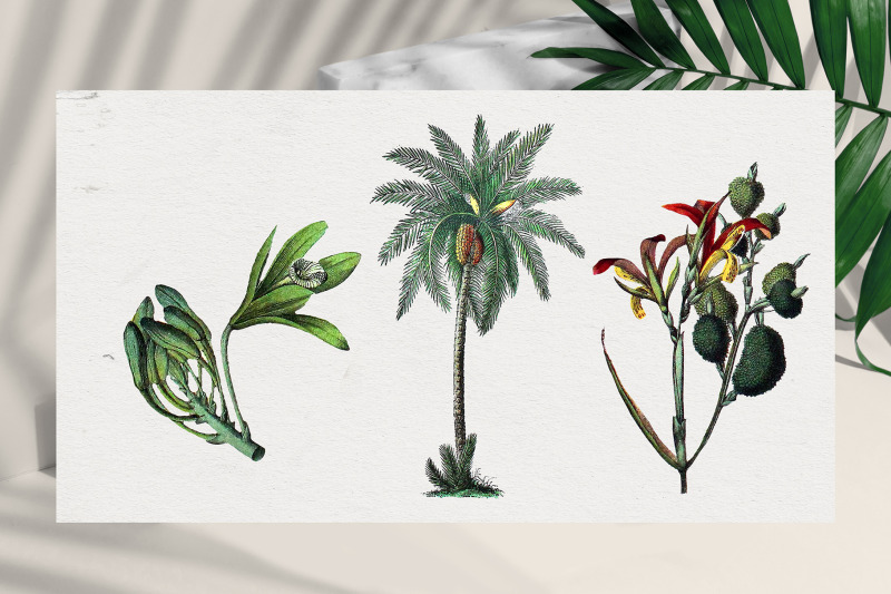 vintage-botanical-set-tropical-palms