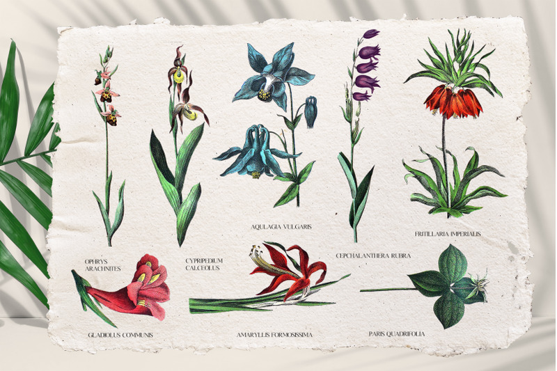 vintage-exotic-tropical-flowers-botanical-set
