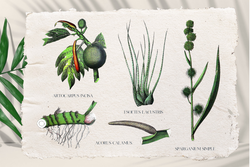 vintage-retro-green-plants-printable-botanical-set