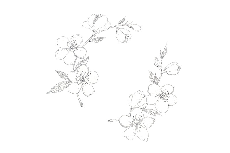 blooming-almond-hand-drawn-pen-ink-botanical-illustration