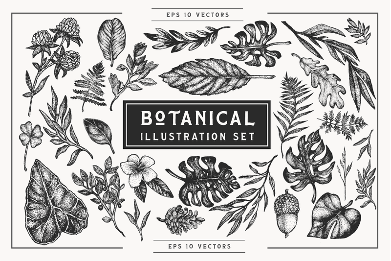 botanical-stippling-illustration-set