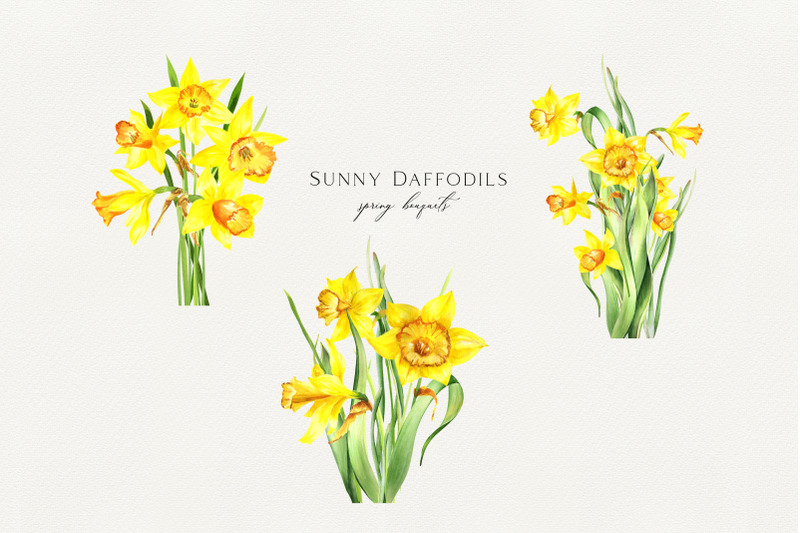 watercolor-sunny-daffodils-set