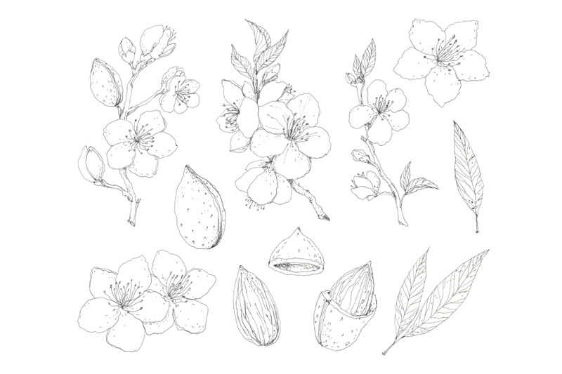 blooming-almond-set-hand-drawn-pen-ink-botanical-elements