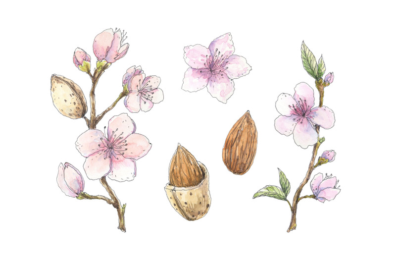 blooming-almond-hand-drawn-pen-ink-and-watercolor-illustration