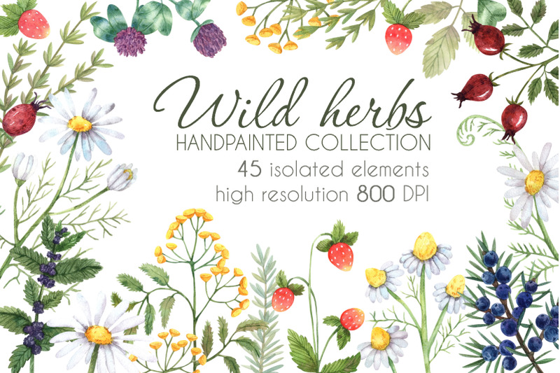 wild-herbs