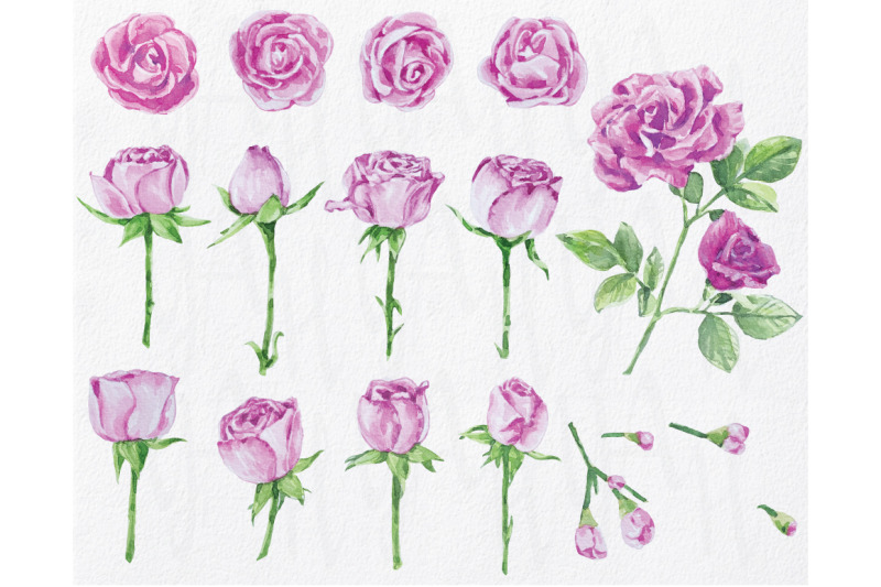 watercolor-love-pink-rose