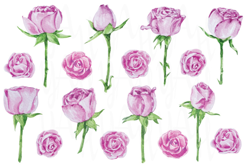 watercolor-love-pink-rose
