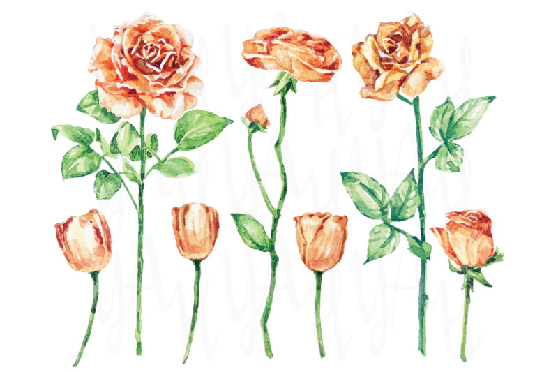 lovely-rose-watercolor-collections