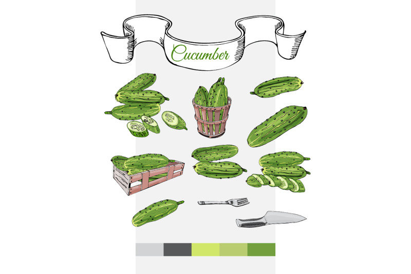 hand-drawn-colored-sketch-of-green-cucumbers-vector-clipart