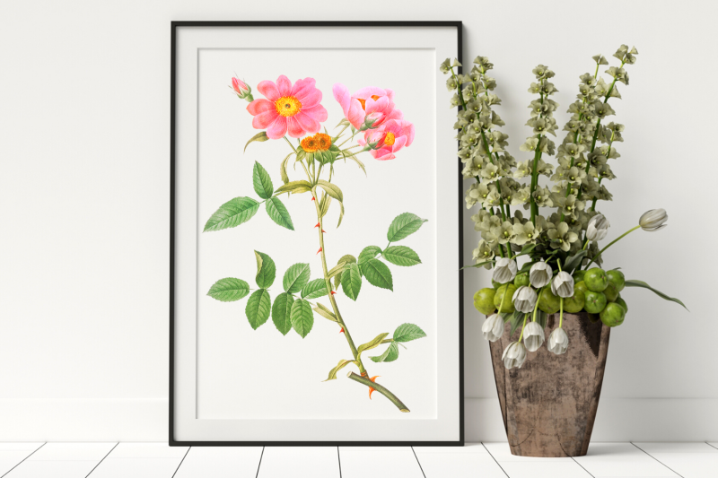 rose-vintage-flowers-botanical-iliustration-vintage-flowers