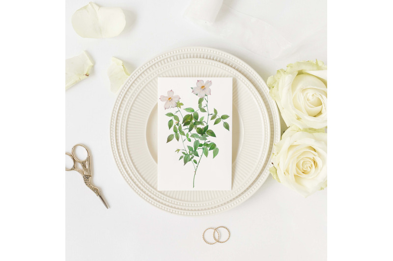 rose-vintage-flowers-botanical-iliustration-vintage-flowers