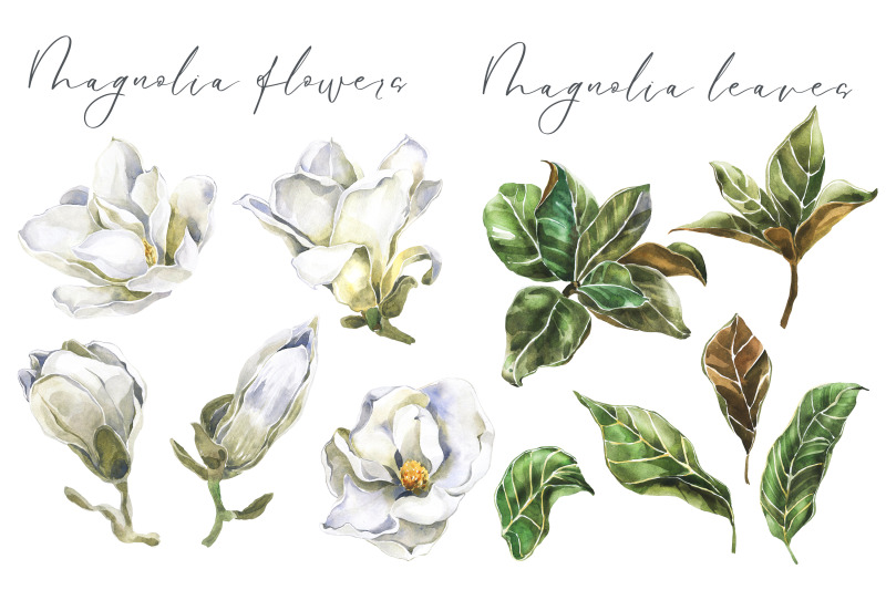 white-magnolia-flowers-leaves-and-bouquets-watercolor-set