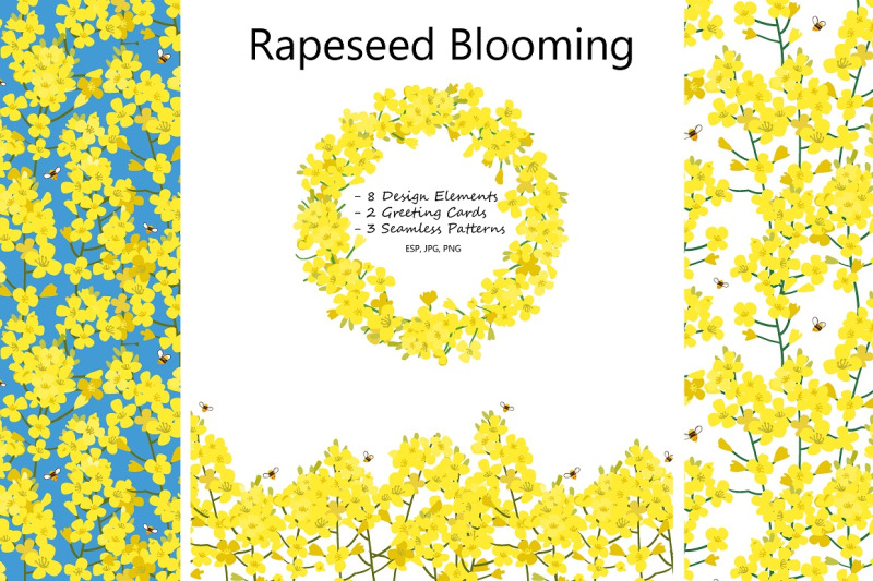 rabeseed-blooming