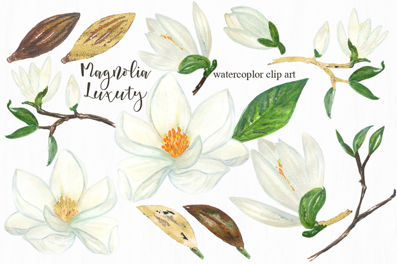 magnolia-white-luxury-watercolor-clipart