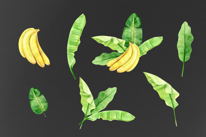 watercolor-banana-leaves-clipart-banana-plant-exotic-greenery