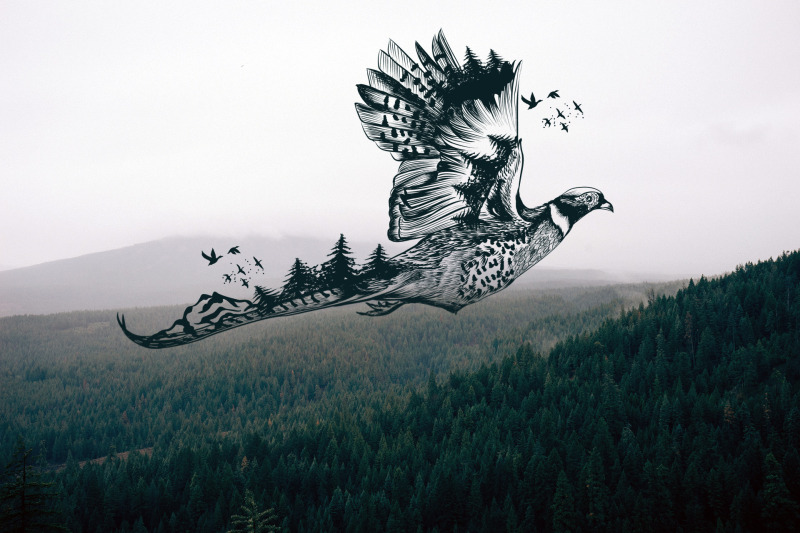 animal-series-wild-soul-pheasant-vector-illustration