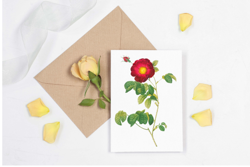 rose-vintage-flowers-botanical-iliustration-vintage-flowers