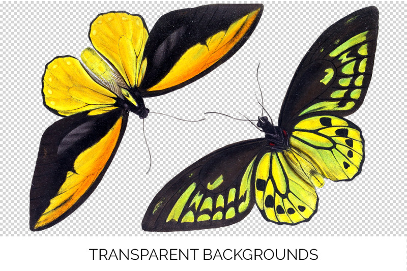 butterfly-clipart