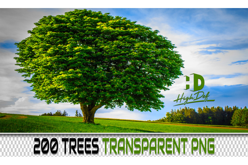 200-trees-transparent-png-photoshop-overlays-backdrops-backgrounds