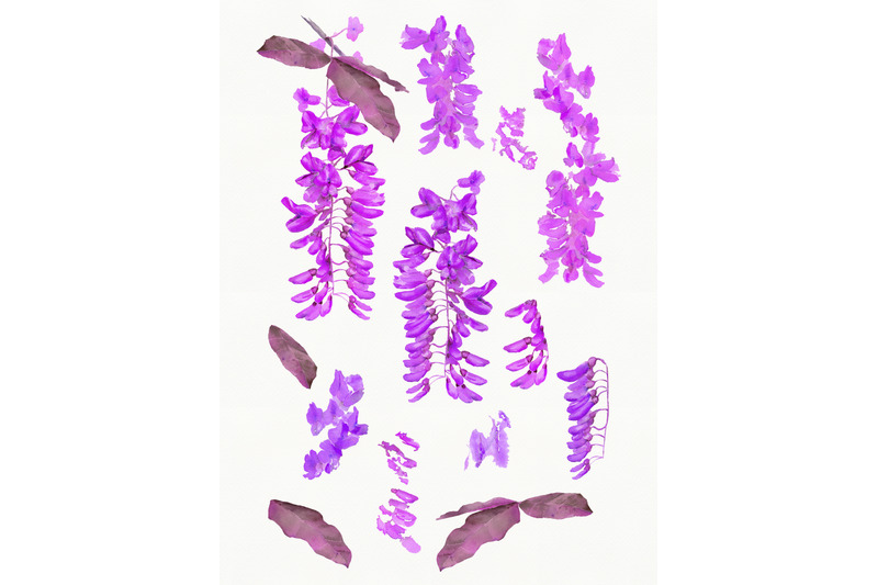 watercolor-wedding-flowers-clipart-wisteria-flowers-png-blue-purple