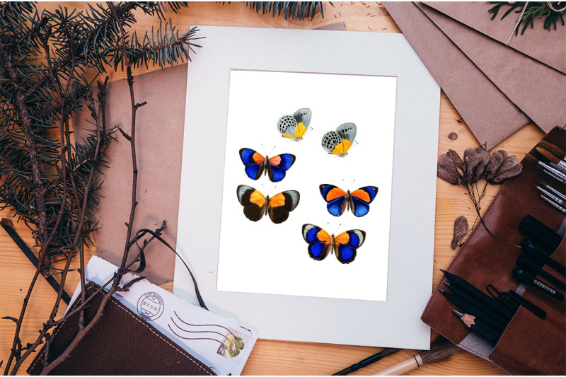 butterfly-clipart