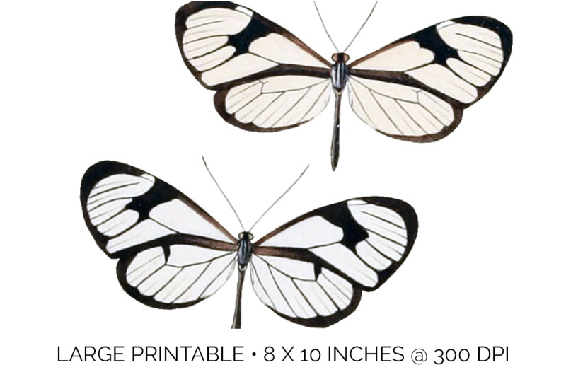butterfly-clipart-clearwing