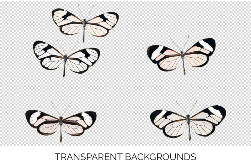 butterfly-clipart-clearwing